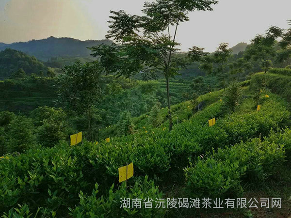 茶葉生產(chǎn)基地